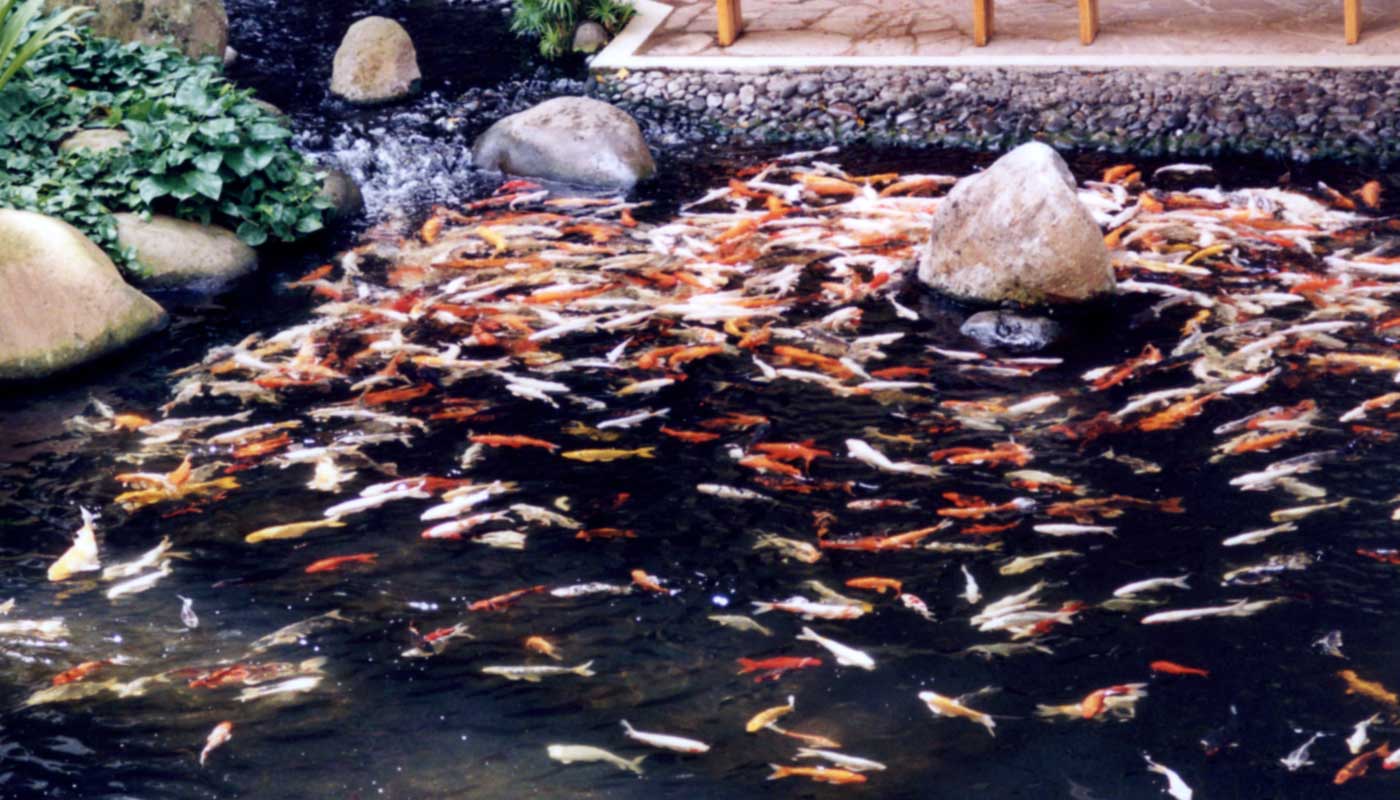 Maui Prince Hotel landscaping