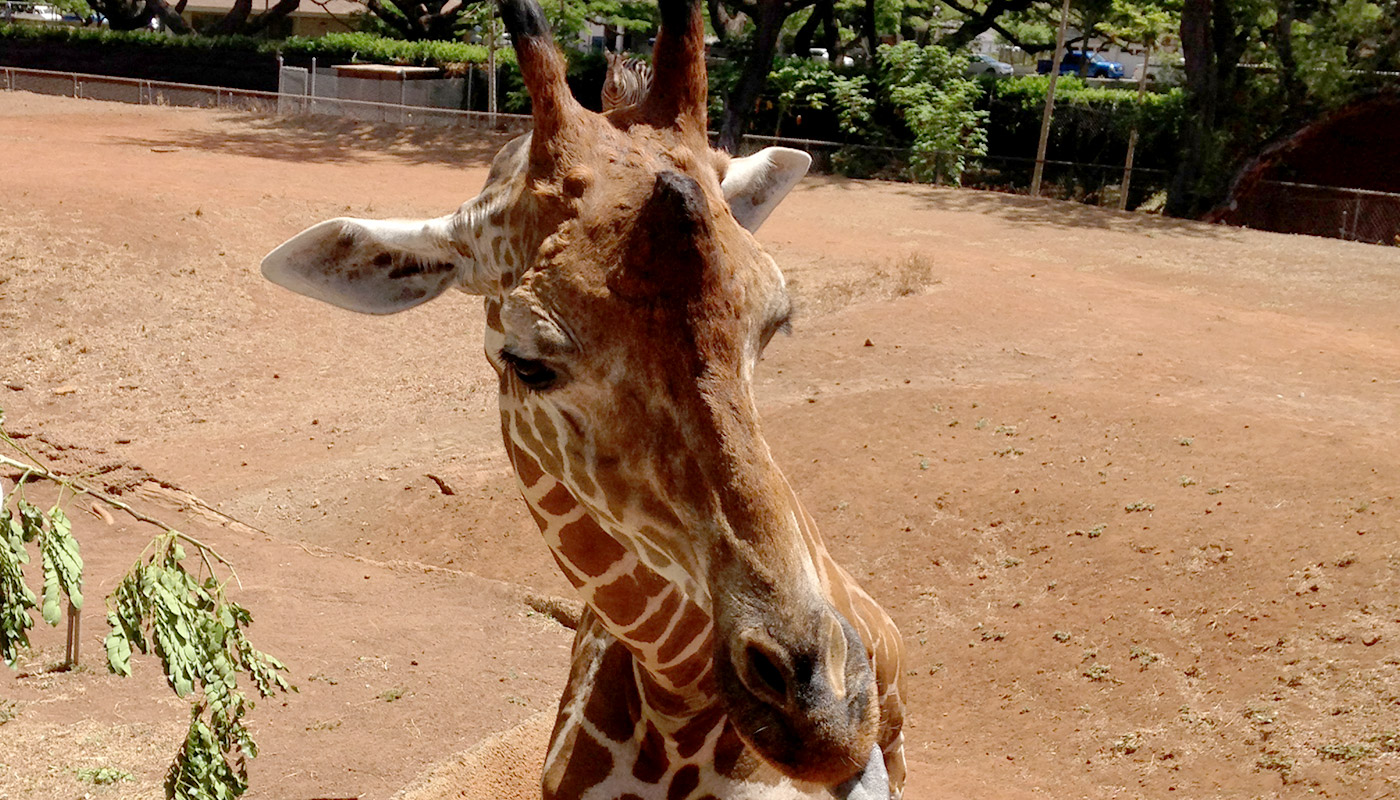 Photo: Honolulu Zoo - elephant habitat, enclosure