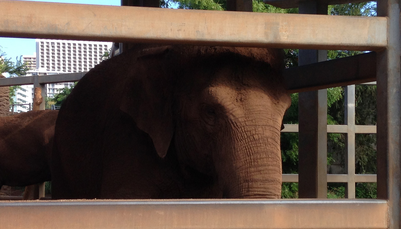 Photo: Honolulu Zoo - elephant habitat, enclosure